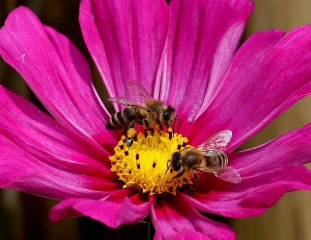 Two bees collecting nectar at Cosmos bipinnatus flower In the Austrian spring the Cosmos bipinnatus or Schmückkörbschen flowers and nectar attract bees. schmuckkörbchen stock pictures, royalty-free photos & images