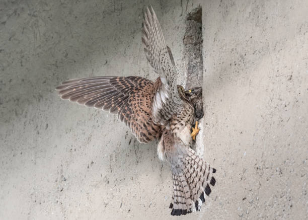 istock Kestrel female feeds his chicks (Falco tinninculus) 1249981494