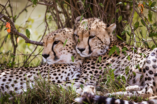 Couple of Masai Mara cheetahs relaxing in nature.