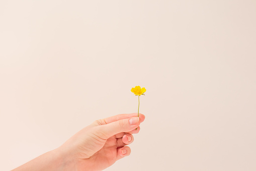 Female hand holds a small yellow flower on a white background in the sun. The concept of summer, happiness and warmth.