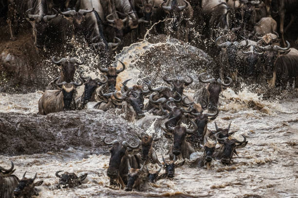 istock Herd of wildebeest migrating across Mara river. 1249982781