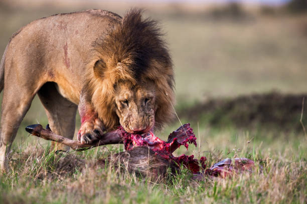 Safari in Tsavo East, Tsavo West, Amboseli and Masai Mara National Park (Kenya) - Wild Animals