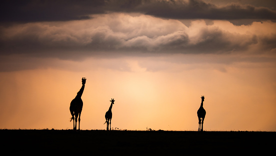 Panoramic view of silhouettes of group of giraffes walking in the wild at sunset. Copy space.