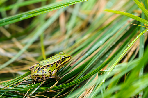 Side view of frog on reeds at  intermittent lake Cerknica in central Slovenia.