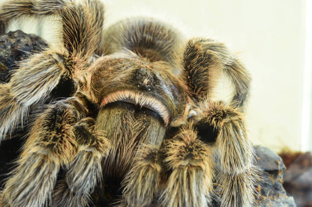 istock close up of spider in nature 1249985430