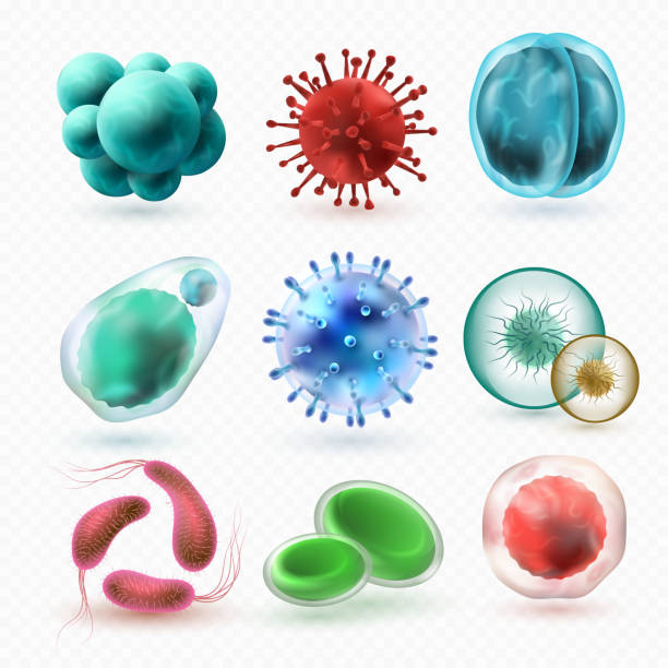 Protista Drawings Illustrations, Royalty-Free Vector Graphics & Clip ...