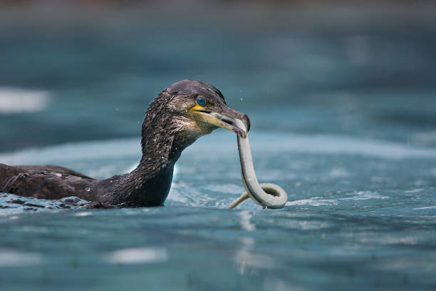 cormorano - great black cormorant foto e immagini stock