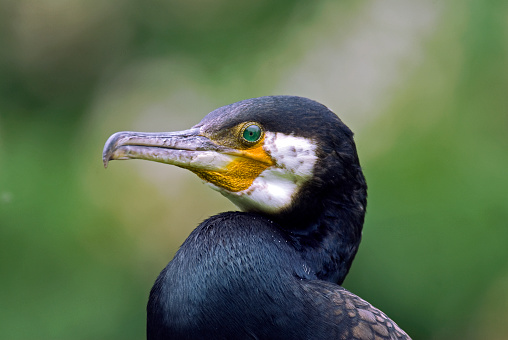head of Great cormorant