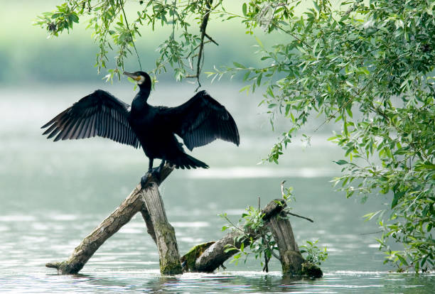 grande cormorant - great black cormorant - fotografias e filmes do acervo