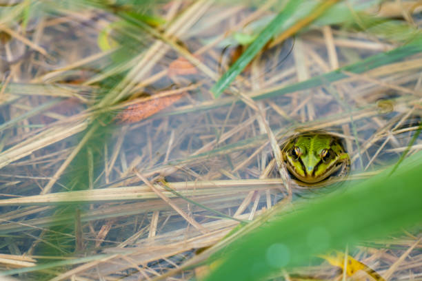 Head of frog out of water at  intermittent lake Cerknica in central Slovenia. Head of frog out of water at  intermittent lake Cerknica in central Slovenia. cerknica lake stock pictures, royalty-free photos & images