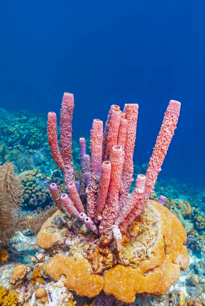 istock Caribbean coral garden 1249986823