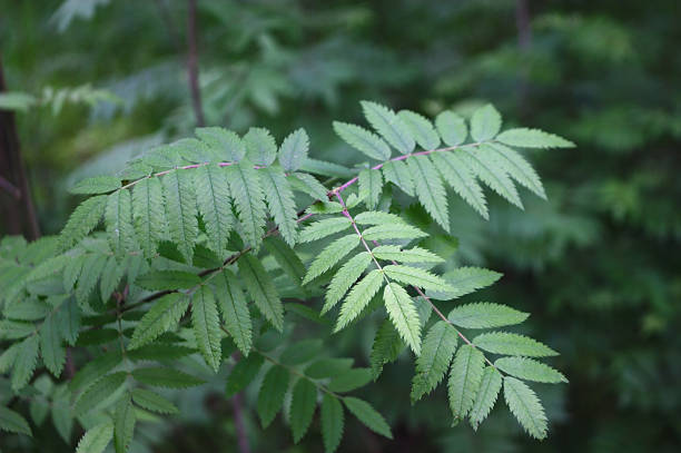 istock Rowan branch with carved leaves 1249986950