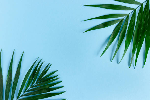 istock Border frame made of green leaves on a blue pastel background 1249987420