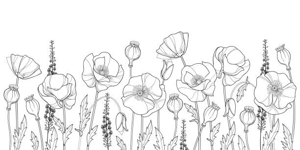 ilustrações, clipart, desenhos animados e ícones de campo vetorial com contorno flor de papoula, broto, folhas e vagem de sementes em preto isolado no fundo branco. - poppy field remembrance day flower