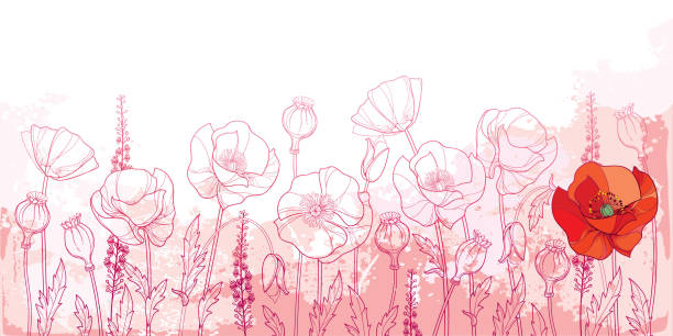 Vector field with outline Poppy flower, bud, leaves and seed pod in pink and red on the pastel textured background. Vector field with outline Poppy flower, bud, leaves and seed pod in pink and red on the pastel textured background. Horizontal composition with ornate contour Poppy for summer decor. poppies stock illustrations