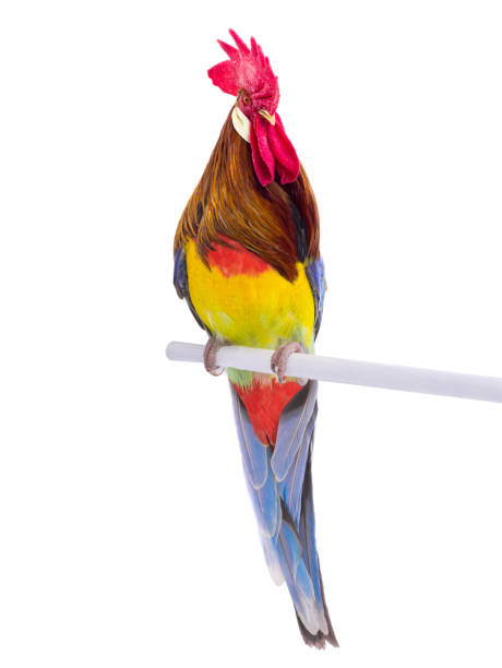 istock parrot Rosella parrot isolated on white 1249988246