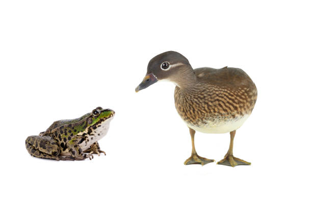 istock frog and female mandarin duck isolated on white 1249988257