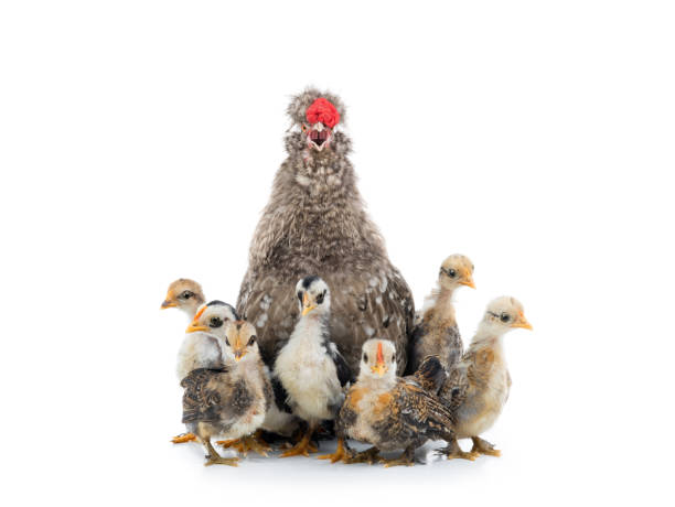 istock Singing rooster with little chickens isolated on a white 1249988290