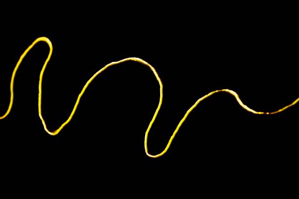 istock Curve Bird nest Fern leaf - black background. 1249988296