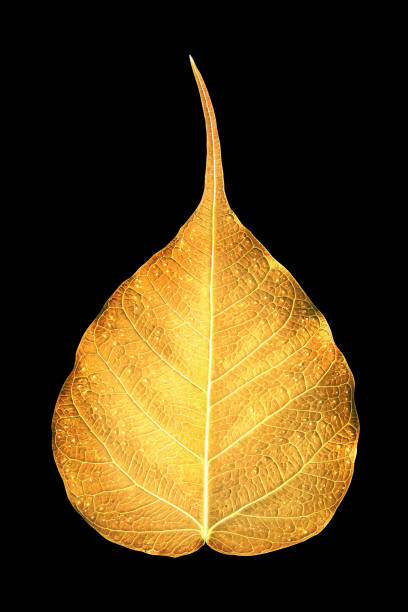 istock Golden Bodhi leaf on a black background 1249988373