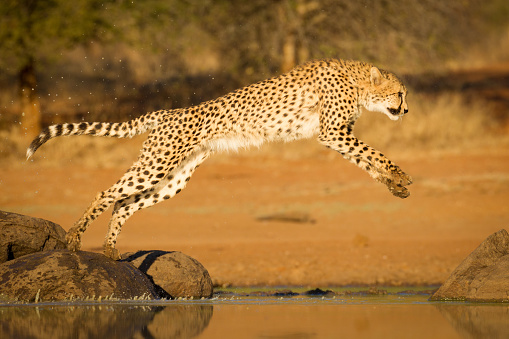 One adult cheetah leaping onto a rock over water in warm golden sunsetting light in Kruger Park South Africa