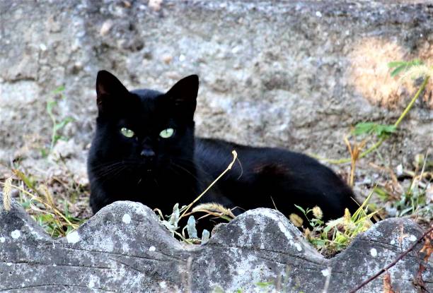 istock big black cat motionless and lurking in the grass 1249988511