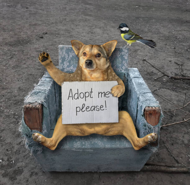 istock Dog in old blue armchair 1249988657