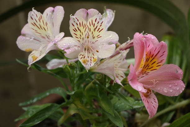 Peruvian lily flower Peruvian lily flower in Kathmandu, Nepal alstroemeria stock pictures, royalty-free photos & images