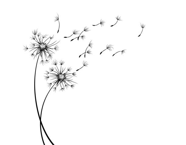 The field dandelion sketch with flying seeds. The Field dandelion flower sketch with flying seeds. wind silhouettes stock illustrations