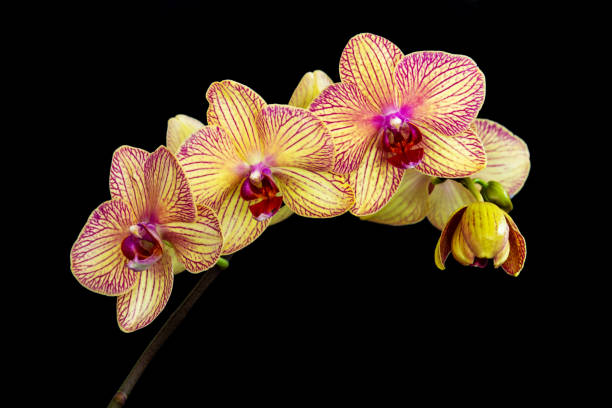 istock Yellow and pink moth orchid (phalaenopsis) stem on black background 1249991475