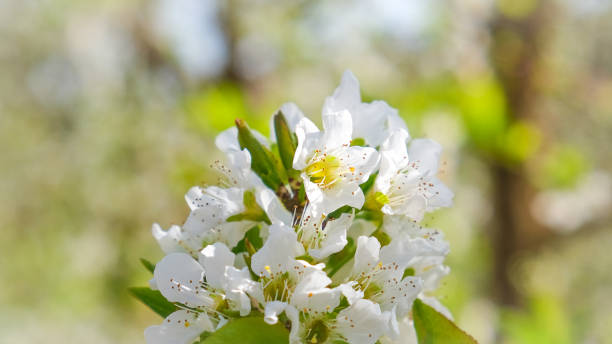 fleurs de cerisier blanches - 7292 photos et images de collection