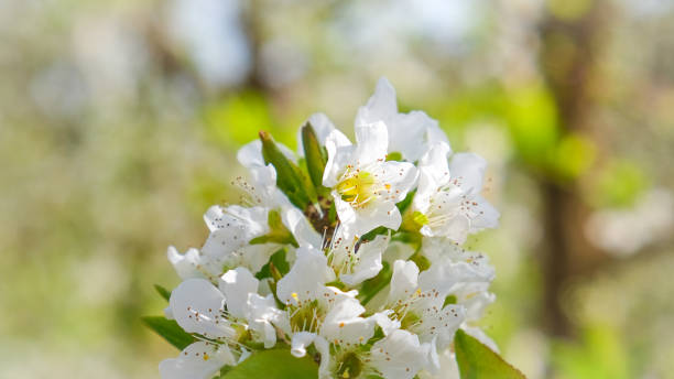 fiori di ciliegio bianco - 7292 foto e immagini stock