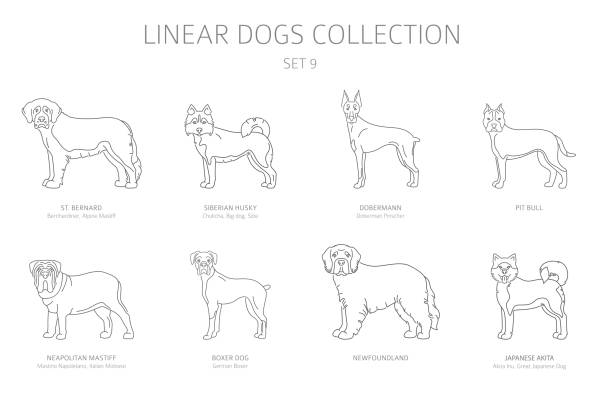 Simple line dogs collection isolated on white. Dog breeds. Flat style clipart set Simple line dogs collection isolated on white. Dog breeds. Flat style clipart set. Vector illustration newfoundland dog stock illustrations