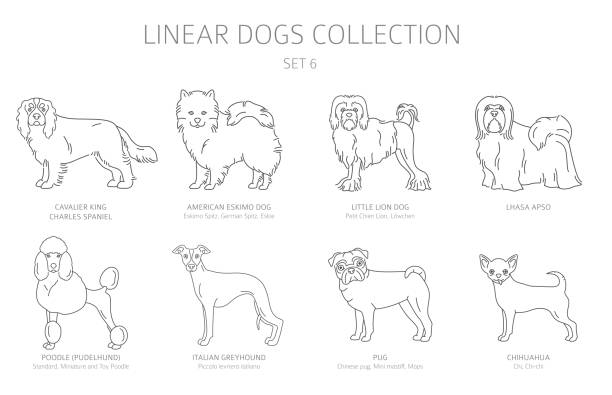 ilustrações, clipart, desenhos animados e ícones de simples coleção de cães de linha isolada em branco. raças de cães. conjunto clipart estilo plano - lhasa apso