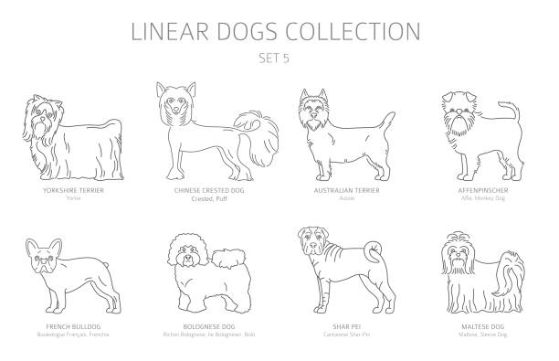 Simple line dogs collection isolated on white. Dog breeds. Flat style clipart set Simple line dogs collection isolated on white. Dog breeds. Flat style clipart set. Vector illustration mini shar pei puppies stock illustrations