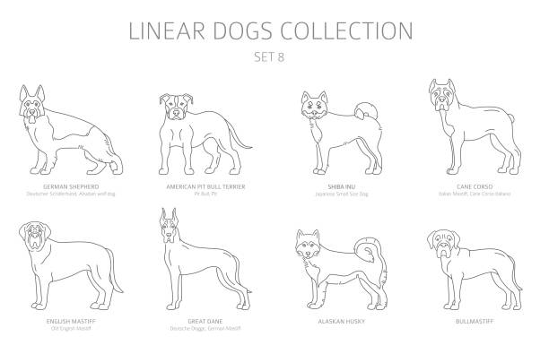 Simple line dogs collection isolated on white. Dog breeds. Flat style clipart set Simple line dogs collection isolated on white. Dog breeds. Flat style clipart set. Vector illustration pitbull graphic stock illustrations