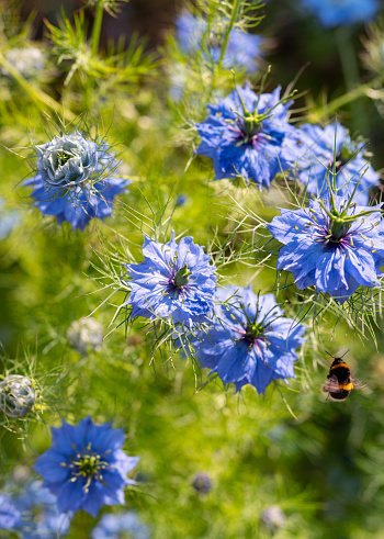 Nigella damascena growing in an English garden. A bee approaches one flower.