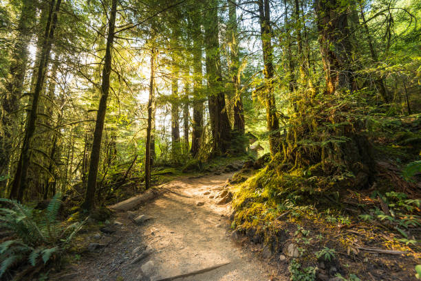 istock scenic view of path way in the forest with sun light. 1249994368