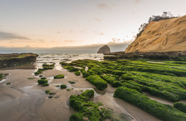 malowniczy widok na kamień pokryty mchem i wodorostami na wybrzeżu oregonu o zachodzie słońca. - cape kiwanda state park zdjęcia i obrazy z banku zdjęć