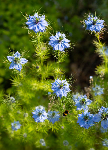 schöne blaue nigella damascena - nigella sativa stock-fotos und bilder