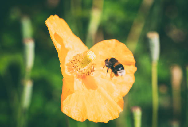 A wonderful bumble bee approaches an orange poppy flower.
