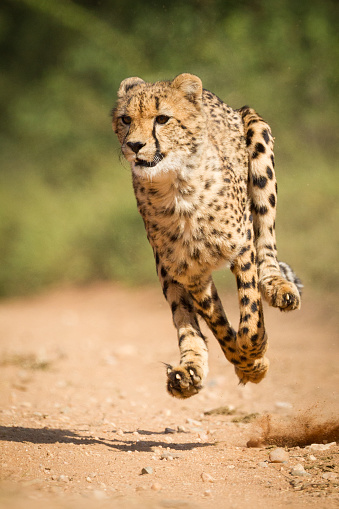 Disparo vertical de la persecución de guepardos a máxima velocidad en Kruger Park Sudáfrica photo