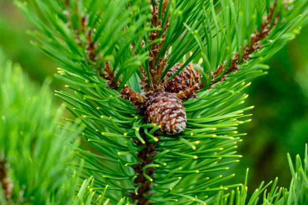 istock Pine with cones background. Coniferous tree. Christmas, winter, New Year, nature concept. Selective focus. 1249995425