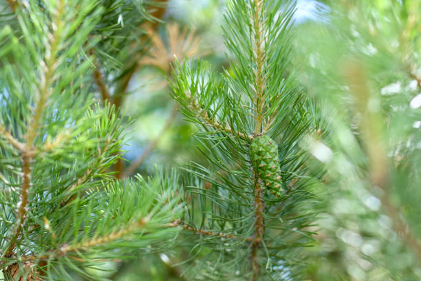 istock Pine with cones background. Coniferous tree. Christmas, winter, New Year, nature concept. Selective focus. 1249995475