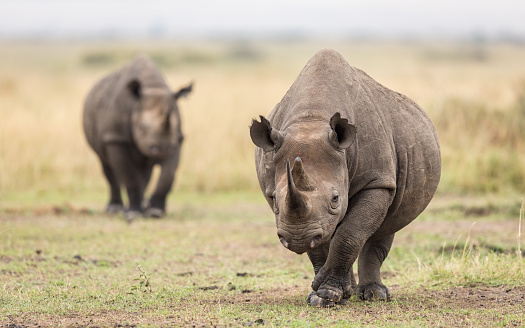 Two adult black rhino walking towards camera in Masai Mara Reserve in Kenya