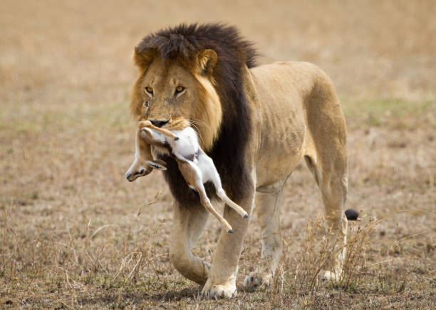 istock Lion with big and beautiful mane walking with its kill in Serengeti 1249996331