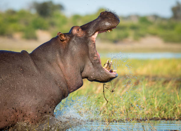 bâillement d’hippopotame dans la rivière chobe botswana - animal hippopotamus africa yawning photos et images de collection