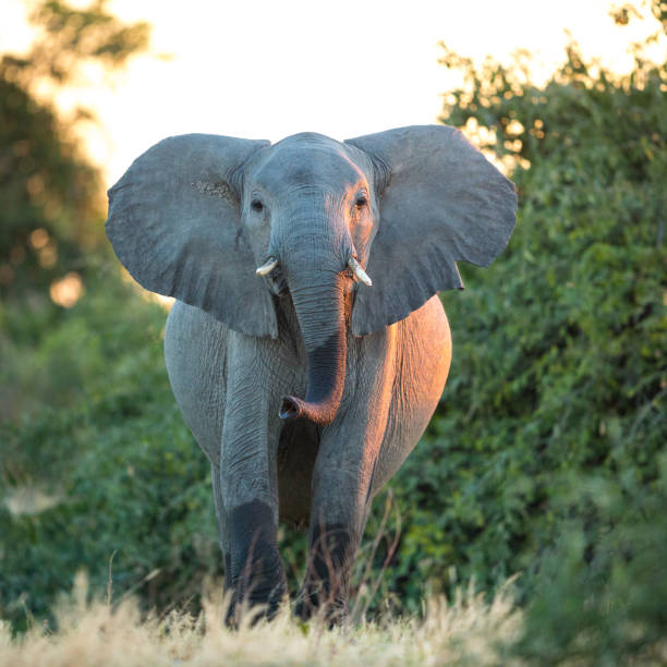 istock One adult female elephant front view Savuti Botswana 1249996403