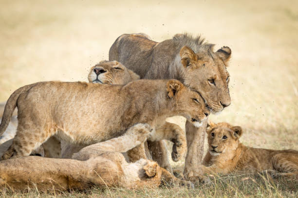 istock Lion pride bonding greeting one another in Masai Mara Kenya 1249996441