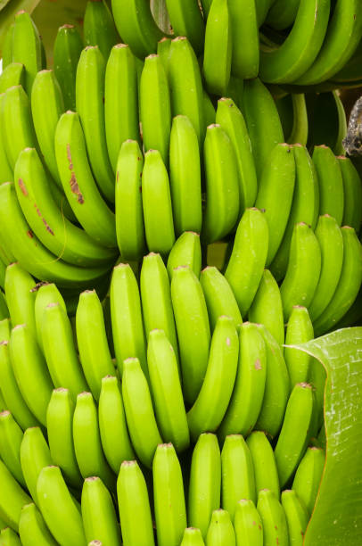 Banana plantation Tenerife, Canary Islands Banana plantation in the South of Tenerife, Canary Islands banana tree stock pictures, royalty-free photos & images